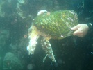 Hawksbill turtle