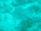 Bluespotted maskray