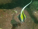 Moorish idol