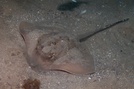 Bluespotted maskray