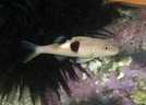 Sidespot goatfish