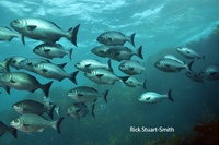 Fisheries feel the heat around the globe 