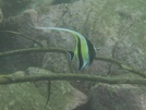 Moorish idol