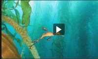 ABC news: Disappearing giants of the ocean
