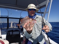 The West Australian: Marine life adapts to warm seas