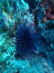 Western longspine sea urchin