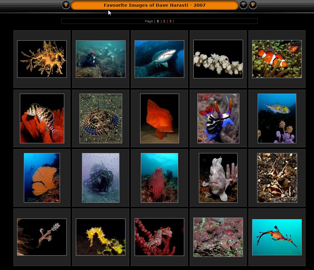 These are some of David Harasti's favorite photos of marine life at www.speciesspotlight.com