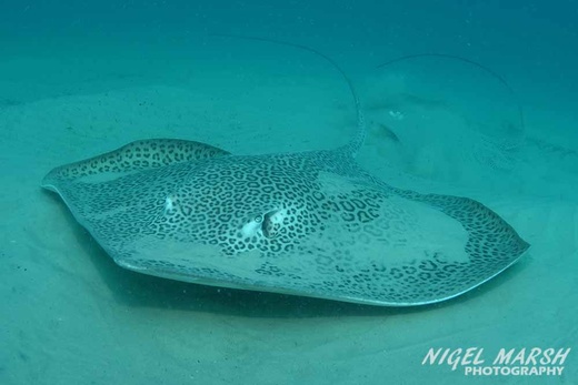 Verified Leopard Whipray (Himantura leoparda) sighting in Queensland by ...