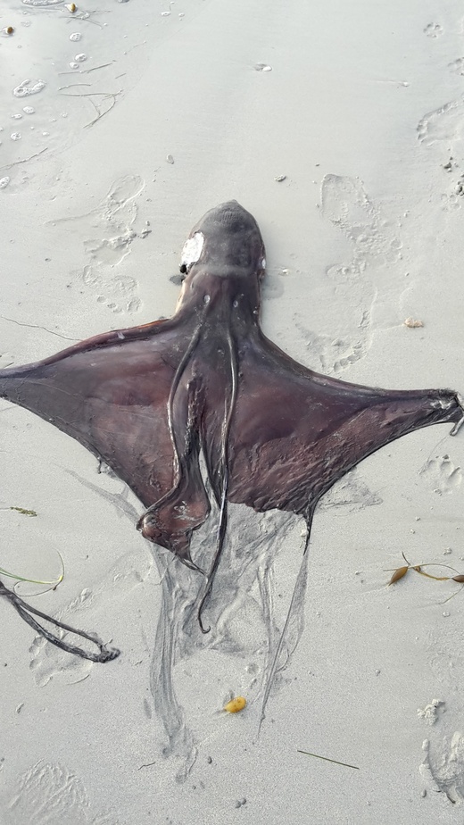 Verified Tremoctopus (Blanket Octopus) sighting in Victoria by John