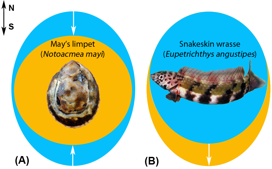 Marine species are on the move but what exactly is a ‘range shift