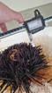 Longspine sea urchin