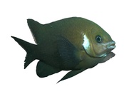 Parma microlepis