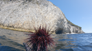 Longspine sea urchin
