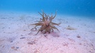 Cockburn Sound anemone