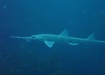 Photo of sighting