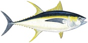 Thunnus albacares