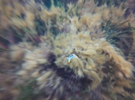Photo of sighting