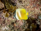 Klein's butterflyfish