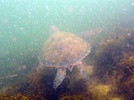 Green turtle