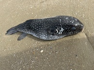 Photo of sighting