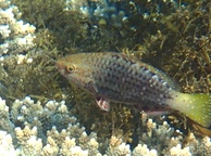 Photo of sighting