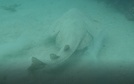 Australian angel shark