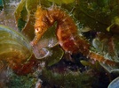 White's Seahorse