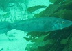 Photo of sighting