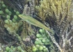Photo of sighting