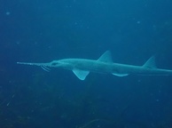 Photo of sighting