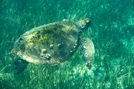 Loggerhead turtle