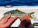 Yellowtail kingfish