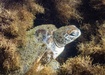 Photo of sighting