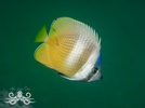 Klein's butterflyfish