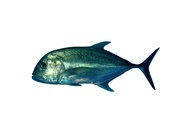 Caranx ignobilis