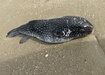 Photo of sighting