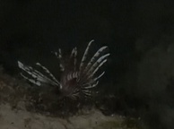 Photo of sighting