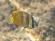 Photo of sighting
