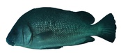Plectorhinchus gibbosus