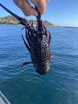 Eastern rock lobster