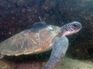 Green turtle