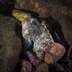 Gloomy octopus