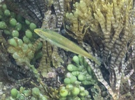 Photo of sighting