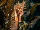 White's Seahorse