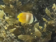 Photo of sighting