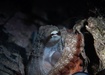Photo of sighting