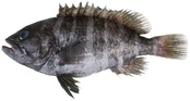 Hyporthodus ergastularius