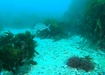 Photo of sighting