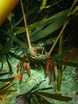 Eastern rock lobster
