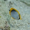 Blackback butterflyfish